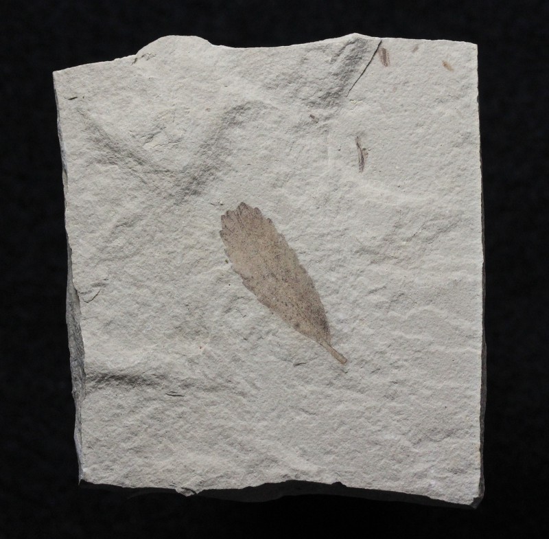 PLANT. Fossil leaf. Green River Formation, Bonanza, Utah. Leaf measures 1 inch l...