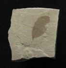 PLANT. Fossil leaf. Green River Formation, Bonanza, Utah. Leaf measures 1 inch long and has an insect feeding spot.