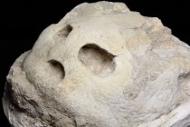 REPTILE. Lytoloma elegans (Sea Turtle) skull. Found in Morocco. All natural in original matrix. Nothing composited or restored. Could use a little mor...