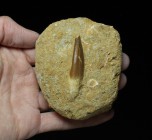REPTILE. Plesiosaur Tooth, Qued Zem, Morocco, on matrix. Tooth is 2 inches long.