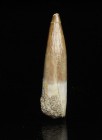 REPTILE. Plesiosaur Tooth, Qued Zem, Morocco. Tooth is 1 1/2 inches long.