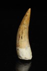 REPTILE. Phytosaur (Redondasaurus?) tooth, Redonda formation, New Mexico. Tooth is 1 1/4 inches.