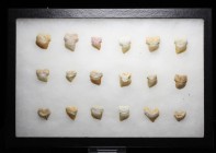 SHARK. Squalicorax sp. (Crow Shark). Lot of 18 Pathologically deformed teeth in Riker mount. For an idea of rarity, these were all the pathological te...