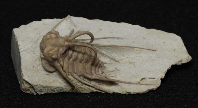 TRILOBITE. Dicranurus elegantulus (Campbell), Haragan Formation, Oklahoma. Spect...