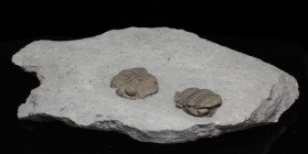 TRILOBITE. Eldredgeops crassituberculata. Silica Shale, Ohio. Nice double plate with both trilobites exhibiting well preserved eye facets. Each are ab...