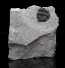 TRILOBITE. Greenops barberi. Windom Shale, Penn Dixie Quarry, New York. Trilobite is about ¾ inches long with both spines nicely preserved.