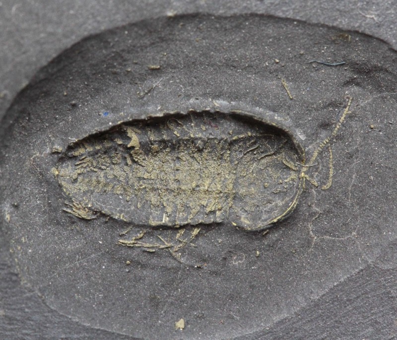 TRILOBITE. Pyritized Triarthrus eatoni. Lorraine Shale, New York. Fantastic spec...