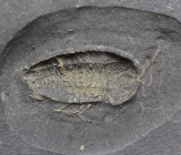 TRILOBITE. Pyritized Triarthrus eatoni. Lorraine Shale, New York. Fantastic specimen with rarely seen soft tissue preservation – one of the only place...