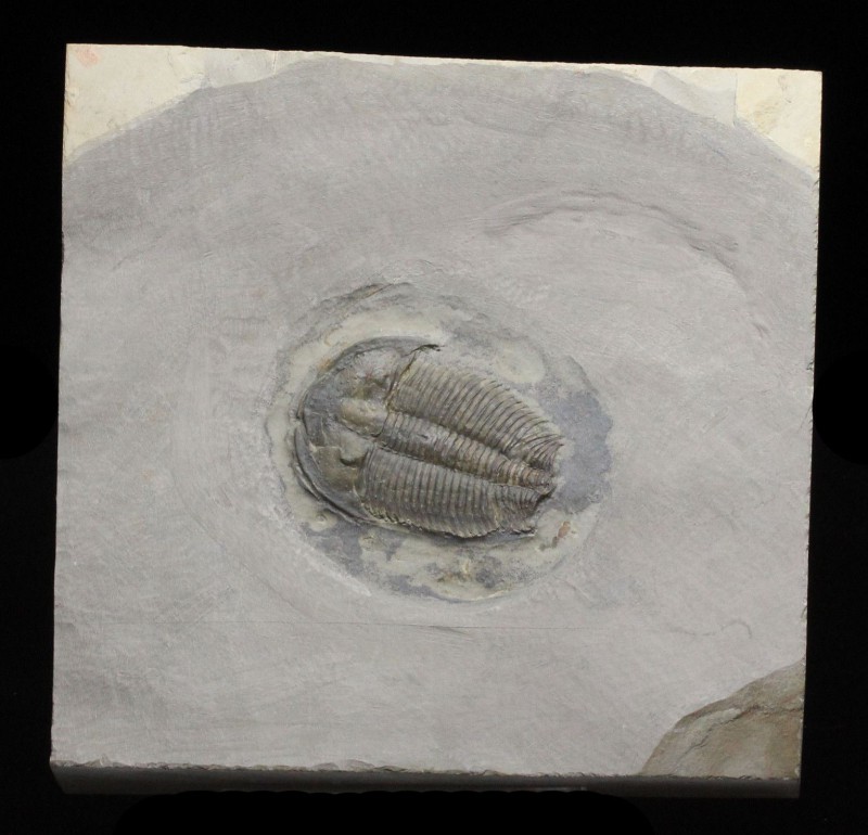TRILOBITE. Altiocculus drumensis. Pierson Cove formation, Utah. This trilobite s...