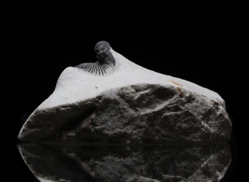 TRILOBITE. Acanthopyge, Lobopyge. Hawle and Corda 1847. Anti-Atlas Mountains, Mo...