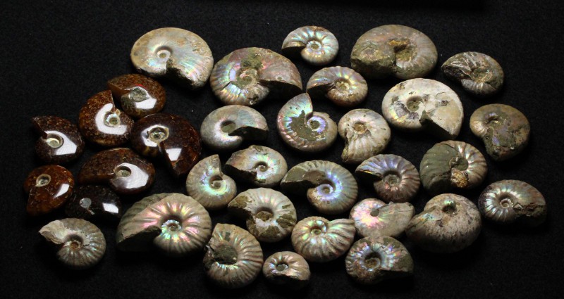 Lot of 33 Ammonites from Morocco. 26 are natural with irredecent shells, and 7 a...