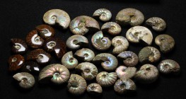 Lot of 33 Ammonites from Morocco. 26 are natural with irredecent shells, and 7 are polished to show the internal structures.