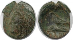 Griechische Münzen, BOSPORUS. Olbia. Bronze (1.99 g. 13.5 mm) 260 - 250 v. Chr, Sehr schön