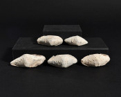 ARQUEOLOGÍA. ROMA. Lote de 5 glandes bicónicos, tres de ellos con insripción CN MAG y dos con la inscripción LXIII (ss. II-I a.C.). Plomo. Longitud de...