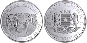Somalia
Demokratische Republik, 1969 bis heute
2000 Schillings 1 Kilo Silbermünze 2020. African Wildlife Elefant. In Kapsel. Stempelglanz
