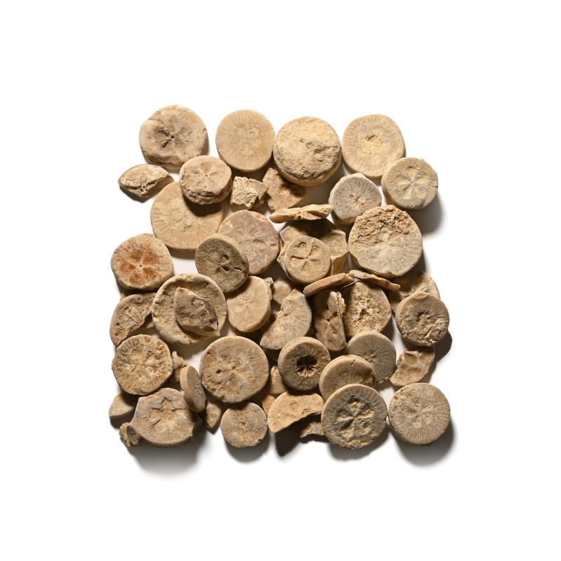 Egyptian Limestone Floral Inlay Group. Roman Period, 30 B.C.-323 A.D. or earlier...