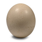 Blown Ostrich Egg for Display.