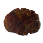 Very Large Cut and Polished Agatized Fossil Tree Trunk Slice. Triassic Period, 251-199 million years B.P.