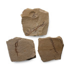 Fossil Metasequoia Fern Group. Eocene Period, circa 58 million years B.P.