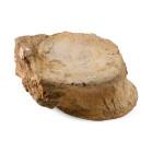 Fossil Plesiosaur Vertebra. Jurassic Period, circa 200-145 million years B.P.