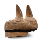 Mosasaur 'Marine Dinosaur' Fossil Jaw Fragment. Cretaceous Period, 145-65 million years B.P.