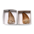 Mosasaur 'Marine Dinosaur' Fossil Tooth Group. Cretaceous Period, 145-65 million years B.P.