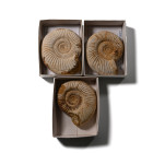 Boxed and Labelled Fossil Ammonite Collection [3]. Middle Jurassic, circa 150 million years B.P.