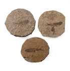 Knightia Fossil Fish in Matrix Group. Eocene Period, circa 58-36 million years B.P.