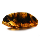 Large Polished Amber Specimen with Insect and Plant Inclusions. Oligocene Period, circa 45 million years B.P.