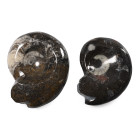 Polished Fossil Goniatite Pair. Devonian Period, circa 400 million years B.P.
