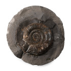 Whitby Dactylioceras Fossil Ammonite. Jurassic Period, Toarcian Stage, circa 180 million years B.P.