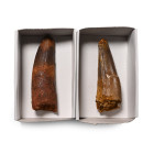Fossil Spinosaurus Tooth Group. Cretaceous Period, circa 125-113 million years B.P.