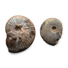 Iridescent Fossil Cleoniceras Ammonite Group. Cretaceous Period, circa 145-66 million years B.P.