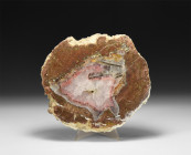 Polished Fossil Tree Section with Crystallised Centre. Jurassic Period, circa 199-145 million years B.P.