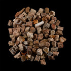 Natural Unpolished Fossil Tree Branch Section Group [100]. Triassic Period, circa 235 million years B.P.