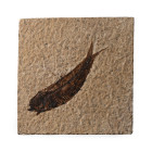 Knightia Fossil Fish in Matrix. Eocene Period, circa 58-36 million years B.P.