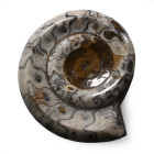 Polished Fossil Scunthorpe Ammonite. Jurassic Period, circa 200 million years B.P.