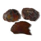 Polished Large Fossil Tree Trunk Section Group [3]. Triassic Period, circa 235 million years B.P.