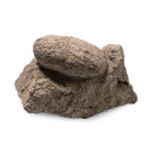 Fossil Crocodile Egg on Matrix. Eocene Period, circa 58-33 million years B.P.