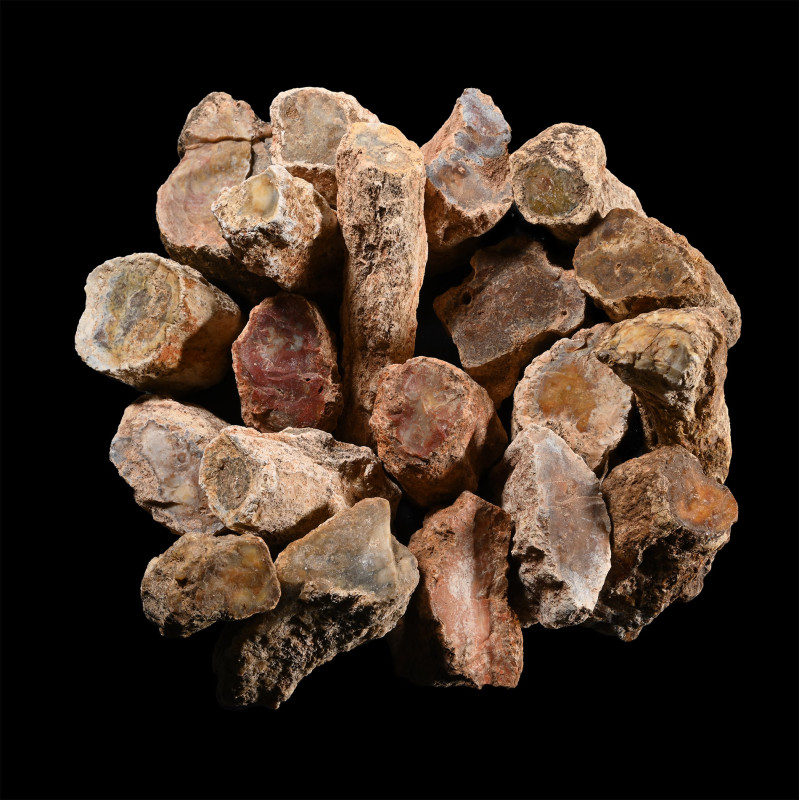 Large Unpolished Fossil Tree Branch Section Group [20]. Triassic Period, circa 2...
