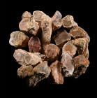 Large Unpolished Fossil Tree Branch Section Group [20]. Triassic Period, circa 235 million years B.P.