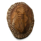 Fossil Cambropallas Trilobite Plate. Devonian Period, circa 417-354 million years B.P.