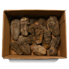 Fossil Flexicalymene Trilobite Collection. Ordovician Period, circa 510-445 million years B.P.