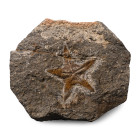 Fossil Petraster Starfish. Ordovician Period, circa 485-444 million years B.P.