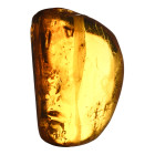 Polished Baltic Amber with Insect Inclusion. Oligocene Period, circa 45 million years B.P
