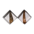 Fossil Spinosaurus Tooth Group. Cretaceous Period, circa 125-113 million years B.P.