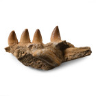 Mosasaur 'Marine Dinosaur' Composite Fossil Jaw Fragment. Cretaceous Period, circa 145-65 million years B.P.