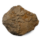 Fossil Brittle Star Plate. Ordovician Period, circa 485.4-443.8 million years B.P.