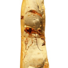 Insects in Copal. Carboniferous Period, circa 3 million years B.P.