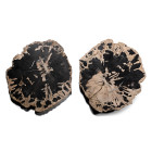 Cut and Polished Fossil Tree Trunk Section Pair [2]. Triassic Period, circa 235 million years B.P.